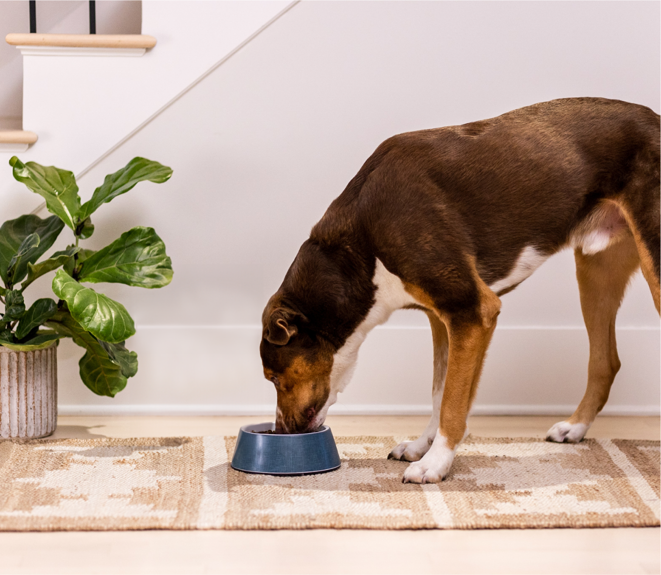 Pasture-Raised Lamb & Ancient Grains Dog Kibble